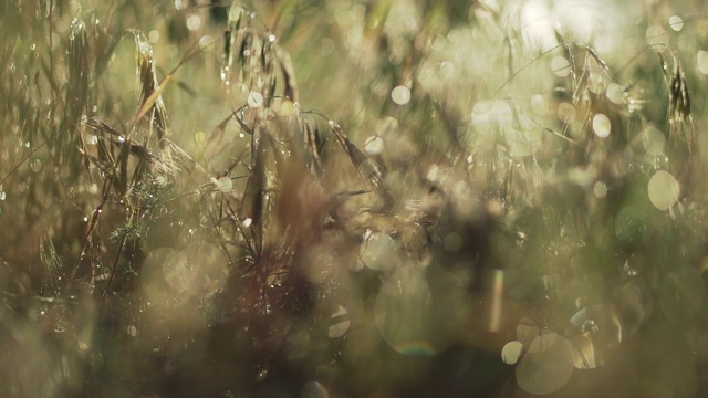 模糊的露水滴视频素材