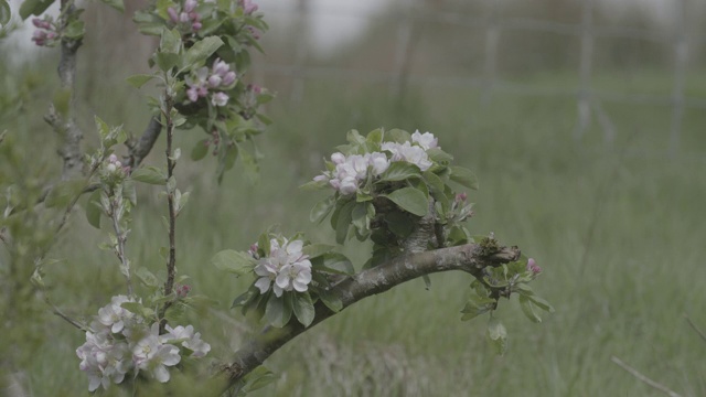 树木开花/蜜蜂授粉视频素材