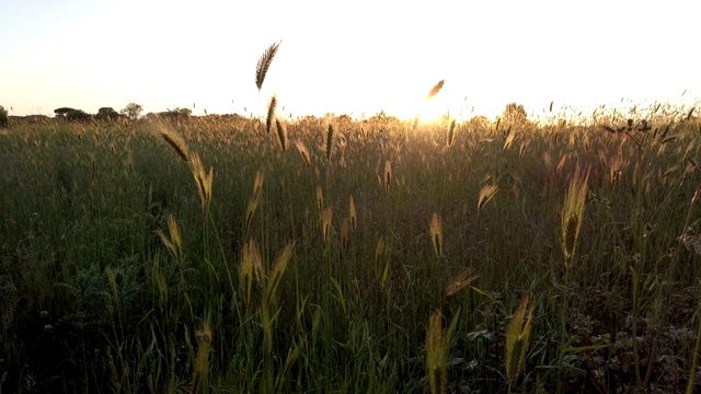 在令人放松的气氛中，夏日的微风在耳边搅动着夕阳视频素材