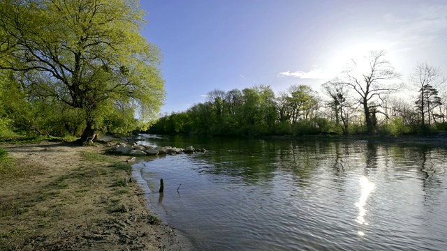 大老柳树阿根河边，兰根根，博登塞，Baden-Württemberg，德国视频素材