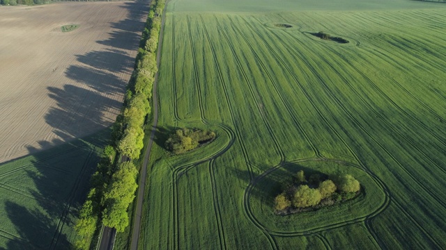 鸟瞰图，树木成行的道路通过农田，春天。Mecklenburg-Vorpommern、德国、欧洲。视频素材