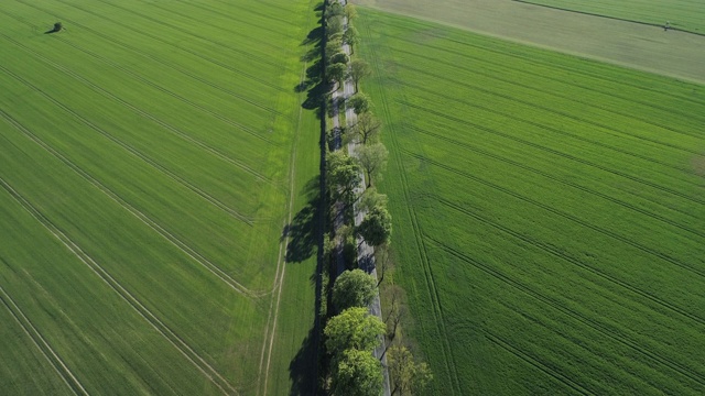 鸟瞰图，树木成行的道路通过农田，春天。Mecklenburg-Vorpommern、德国、欧洲。视频素材