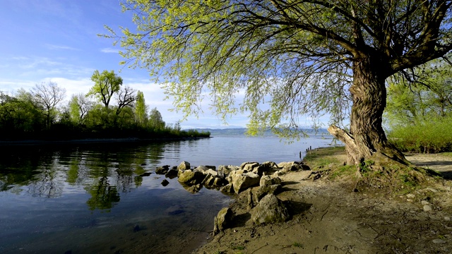 大老柳树阿根河边，兰根根，博登塞，Baden-Württemberg，德国视频素材