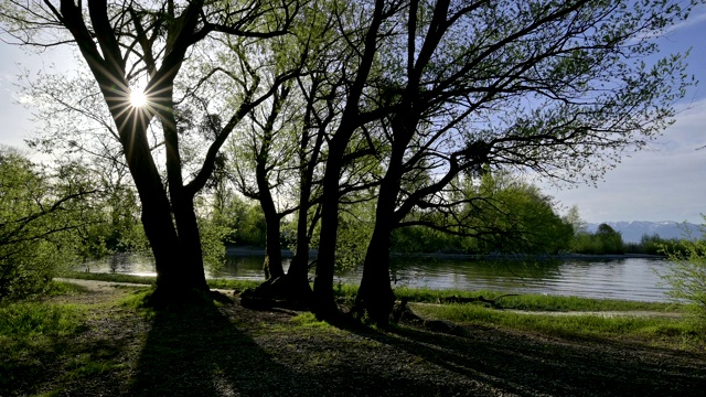 大老柳树阿根河边，兰根根，博登塞，Baden-Württemberg，德国视频素材