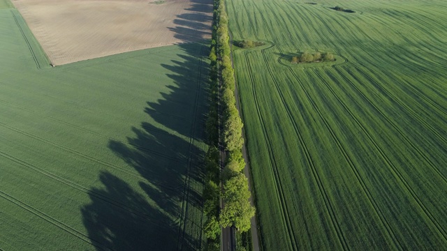 鸟瞰图，树木成行的道路通过农田，春天。Mecklenburg-Vorpommern、德国、欧洲。视频素材