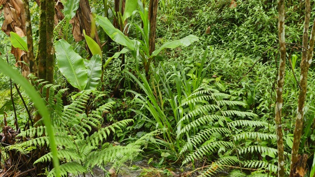 雨后丛林中的绿色热带植物视频素材