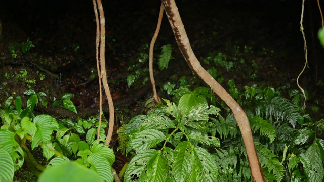 雨林里的藤本植物的根和被咬过的叶子视频素材