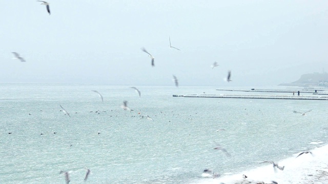 海鸥飞过冰冻的海面，广角拍摄视频素材