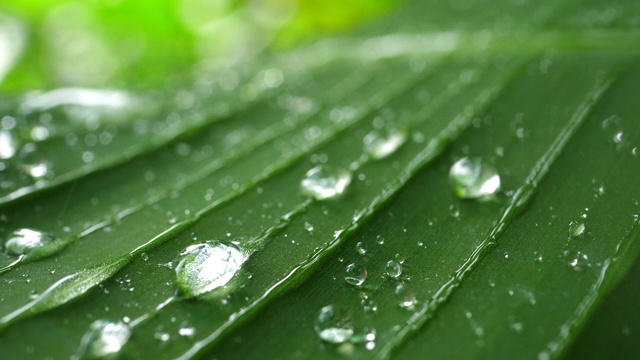 热带绿叶上的雨滴缓缓落下视频素材