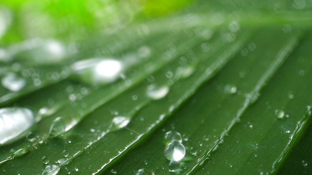 热带绿叶上的雨滴缓缓落下视频素材