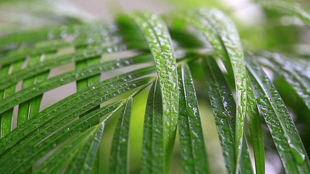 雨滴落在棕榈叶上视频素材