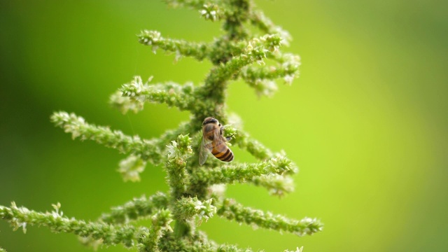 蜜蜂正在收集花粉回巢。视频素材