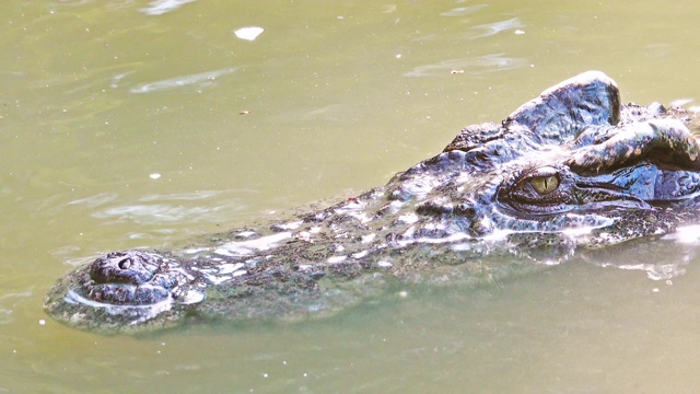 鳄鱼漂浮在池塘里视频素材