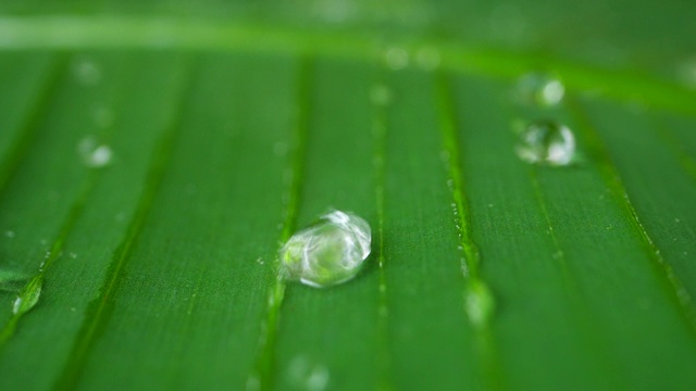 水滴在热带的绿叶上慢动作地滑动视频素材