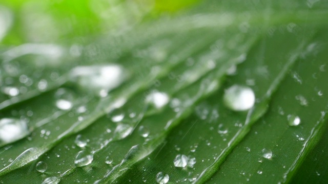 热带绿叶上的雨滴缓缓落下视频素材