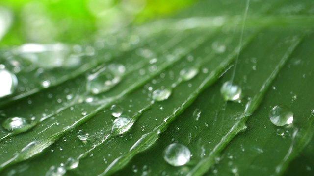 热带绿叶上的雨滴缓缓落下视频素材