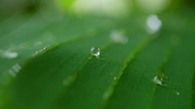 水滴在热带的绿叶上慢动作地滑动视频素材