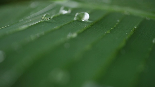 水滴在热带的绿叶上慢动作地滑动视频素材