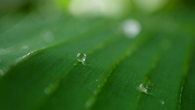 水滴在热带的绿叶上慢动作地滑动视频素材