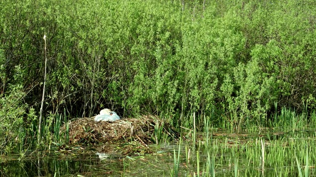 天鹅和天鹅在森林湖上筑巢视频素材