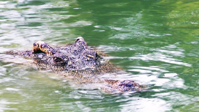 鳄鱼漂浮在池塘里视频素材