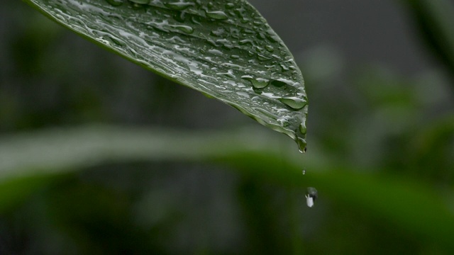 水滴在热带的绿叶上慢动作地滑动视频素材