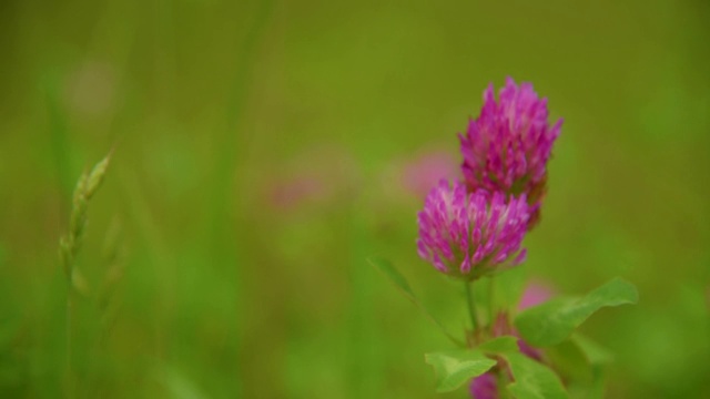 苜蓿之花视频素材