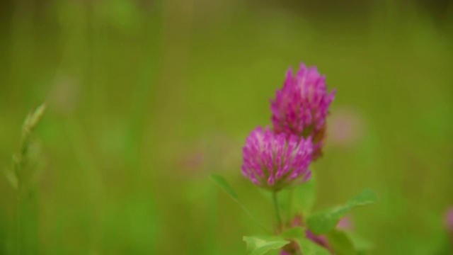 苜蓿之花视频素材