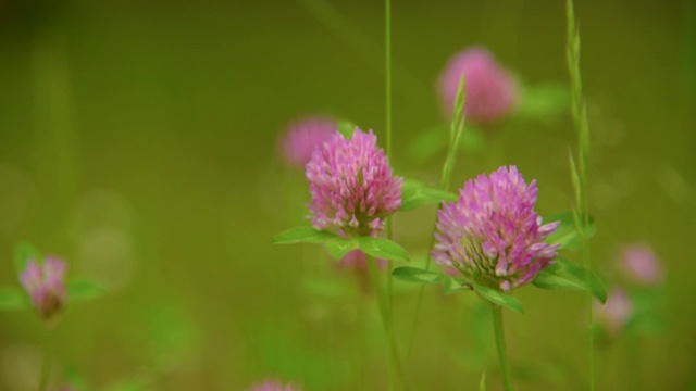 苜蓿之花视频素材