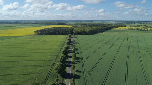 鸟瞰图，树木成行的道路通过农田，春天。Mecklenburg-Vorpommern、德国、欧洲。视频素材