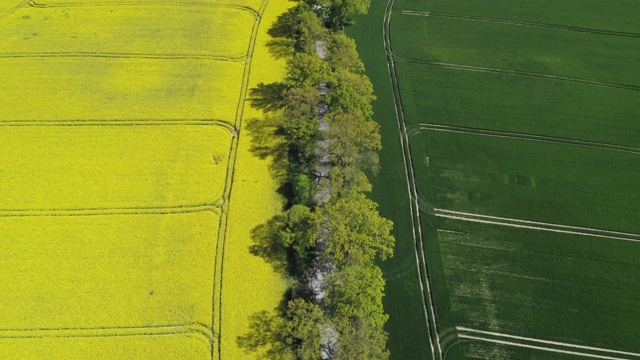 鸟瞰图，穿过油菜地和麦田的绿树成荫的道路，春天。Mecklenburg-Vorpommern、德国、欧洲。视频素材