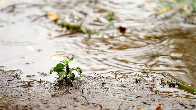 雨水滴落在地上视频素材