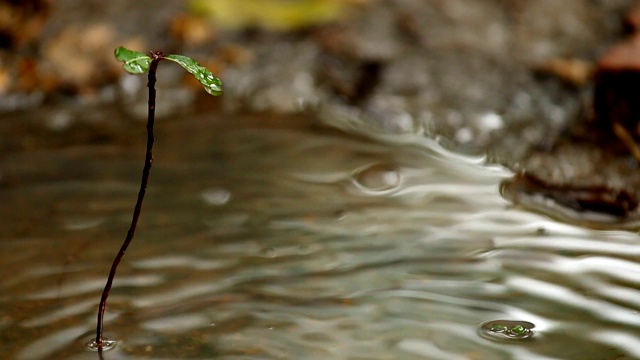 雨水滴落在地上视频素材