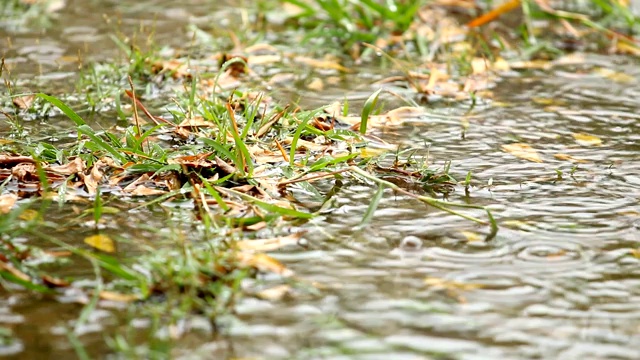 雨水滴落在地上视频素材