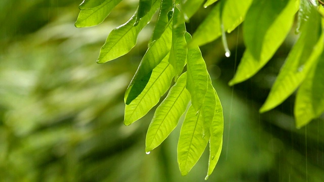 下雨时，树叶随风摆动视频素材