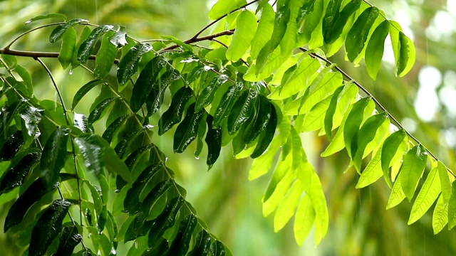 下雨时，树叶随风摆动视频素材