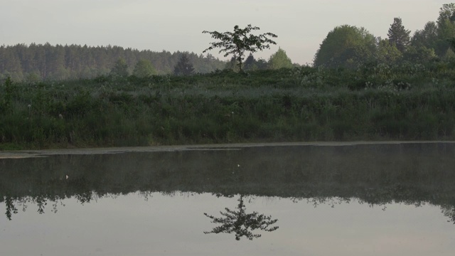 宁静的清晨，小树影映在水面上。自然景观的神秘氛围视频素材