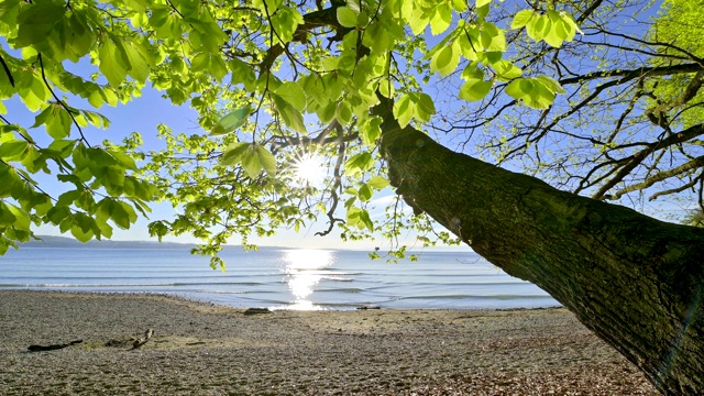 德国，康斯坦茨，波登泽，Baden-Württemberg，山毛榉树湖边的日出视频素材