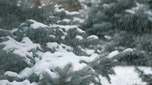 美丽的冬季景观与积雪的杉树和飘落的雪视频素材