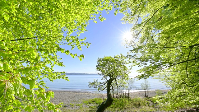 德国，康斯坦茨，波登泽，Baden-Württemberg，山毛榉树湖边的日出视频素材