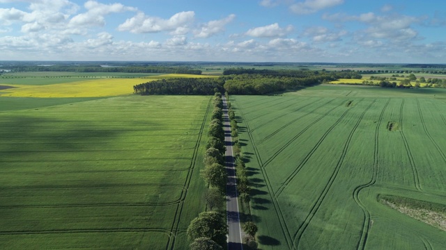 鸟瞰图，树木成行的道路通过农田，春天。Mecklenburg-Vorpommern、德国、欧洲。视频素材