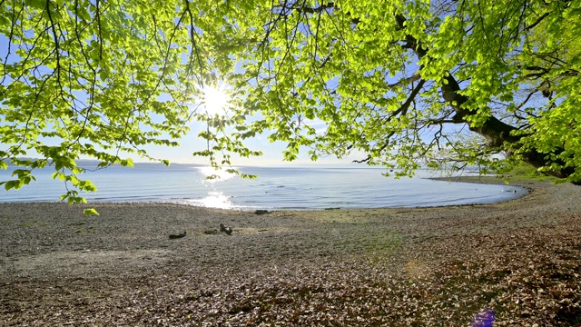 德国，康斯坦茨，波登泽，Baden-Württemberg，山毛榉树湖边的日出视频素材