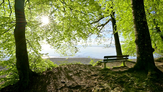 在湖岸边的日出与长凳和山毛榉树，康斯坦茨，博登泽，Baden-Württemberg，德国视频素材