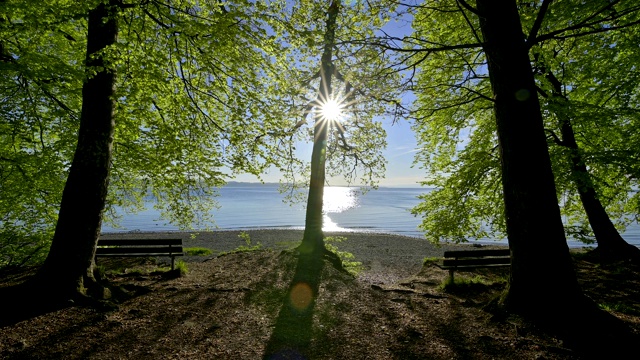 在湖岸边的日出与长凳和山毛榉树，康斯坦茨，博登泽，Baden-Württemberg，德国视频素材