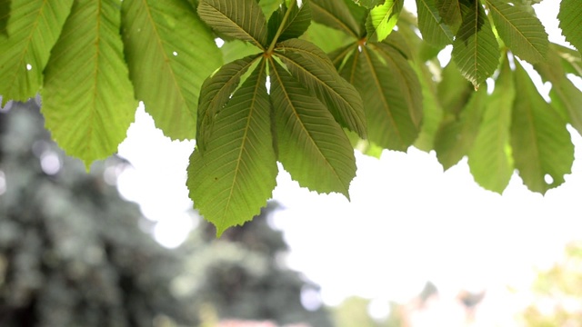 栗树的枝叶开始生长视频下载