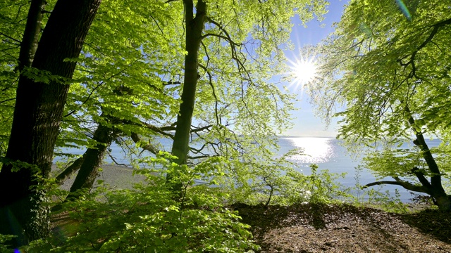 德国，康斯坦茨，波登泽，Baden-Württemberg，山毛榉树湖边的日出视频素材