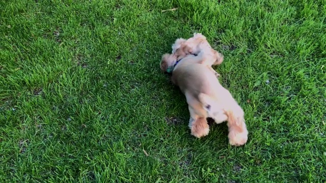 快乐的西班牙猎犬在绿色的草地上打滚视频素材