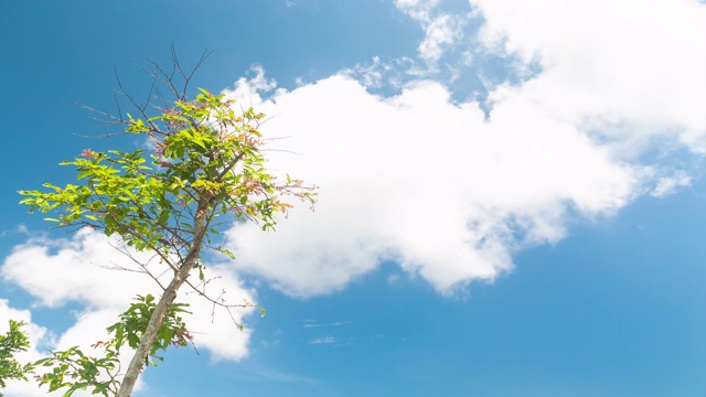 绿叶和天空。视频素材