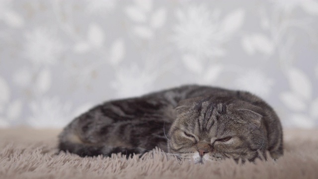 苏格兰折叠猫躺在棕色的地毯上，向前看的特写镜头视频素材