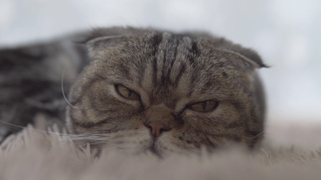 苏格兰折叠猫躺在棕色的地毯上，向前看的特写镜头视频素材